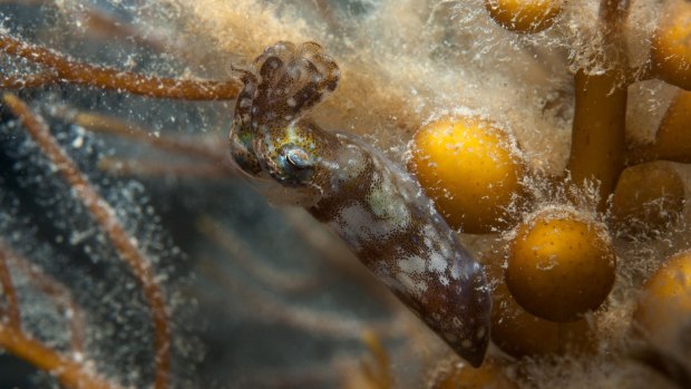 A southern pygmy squid in Victorian waters.