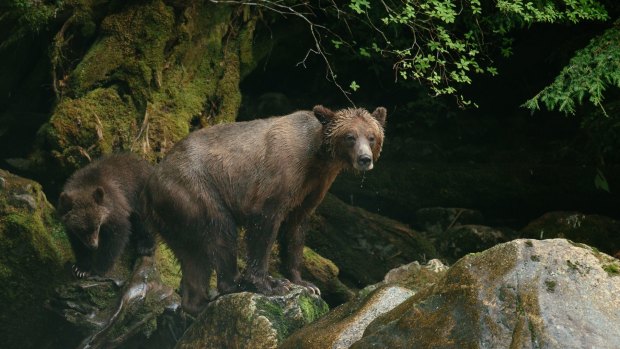 Brown bears seen during a wildlife hike at Nimmo Bay Wilderness Resort, an eco resort located in the southern Great Bear Rainforest of British Columbia, Canada.