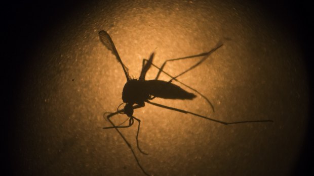 A pregnant woman has tested positive for the Zika virus in south-east Queensland.