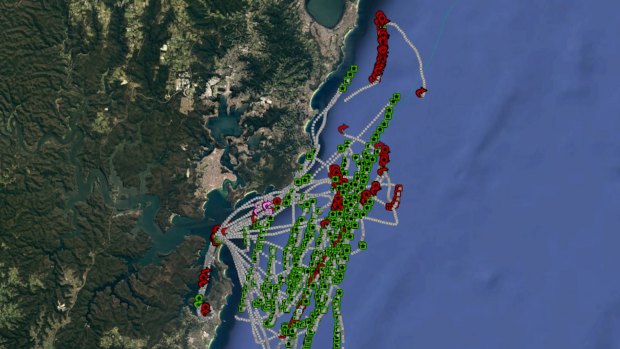 The humpback migration tracks in the area that Asset Energy proposed seismic testing. 