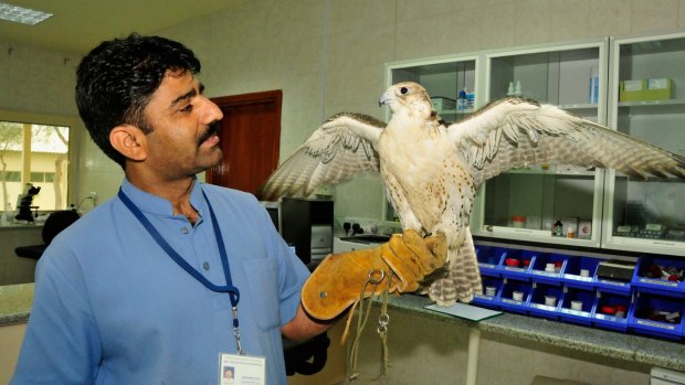 A keeper with a falcon at the Abu Dhabi Falcon Hospital.