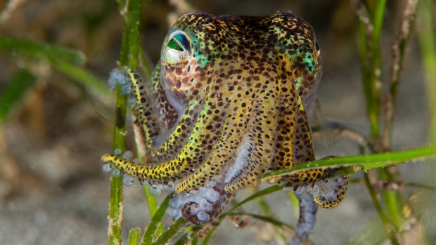 A southern bobtail squid is a type of dumpling squid. This one was photographed at Jawbone Marine Sanctuary, off Williamstown.