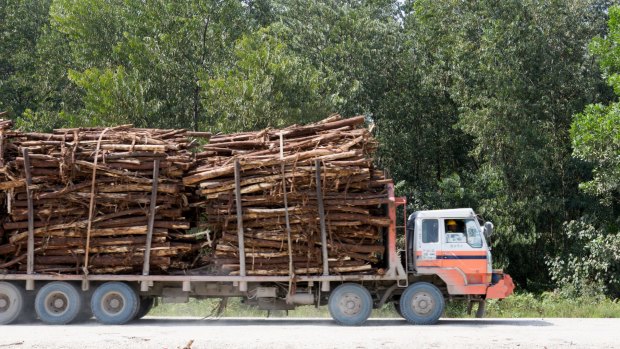 A truck carries tree logs inside APRIL's concession in Kerinci, Riau province.
