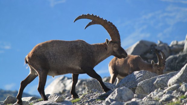 Keep an eye out for ibex at higher altitudes. 