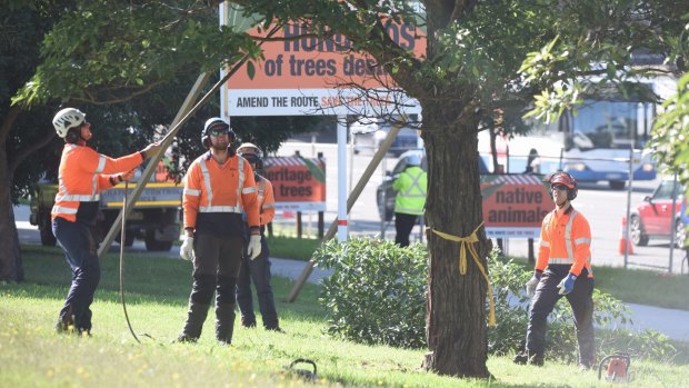 About 50 trees along Alison Road and Anzac Parade are due to be chopped down over the next week.