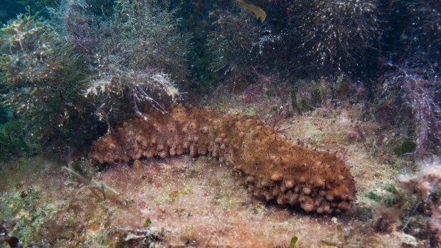 A sea cucumber photographed off Mornington, Victoria. 