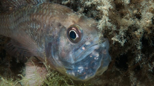 A hungry male gobbleguts fish incubating his eggs.