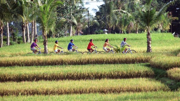 Cycling across the rice paddies near Ubud in central Bali. 