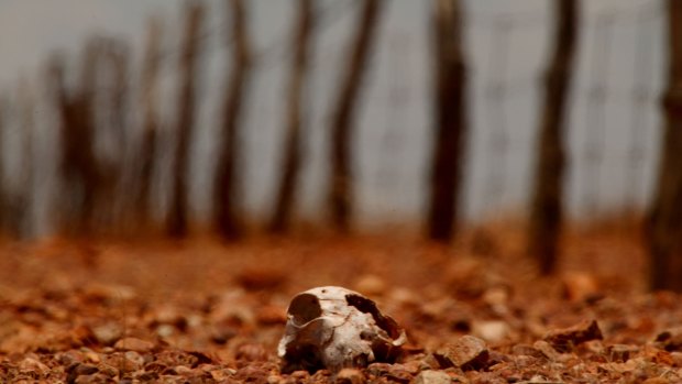 A sheep that has perished in a drought.