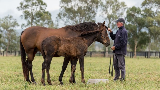 Brian Nutt with a mare and foal at Attunga Stud in Scone, Hunter Valley.
