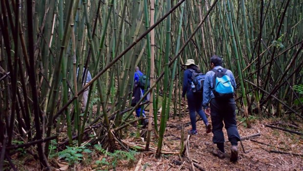 Tourists climb the bamboo forest slopes of Virunga Mountain to trek and see the mountain gorillas.