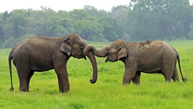 Elephants in the wild in Yala National Park, Sri Lanka.
