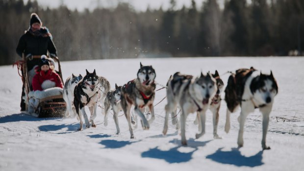 Husky sledding in Lahti, Finland.