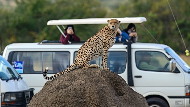 Cheetah are among some of the wildlife you can spot at Masai Mara National Park in Kenya.
