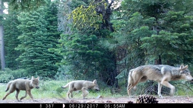A female grey wolf and pups in Lassen County, California. 