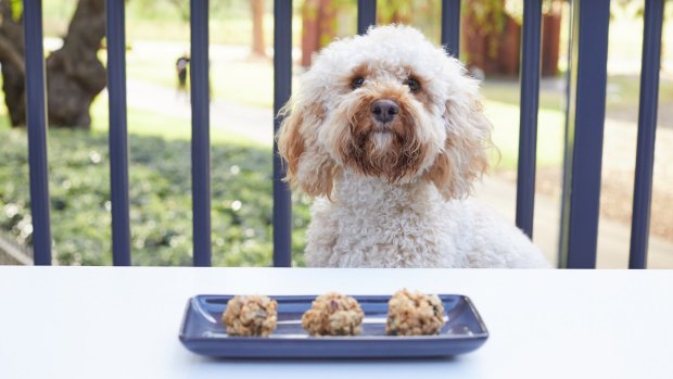 The Storeroom eatery at Vibe Rushcutters Bay is dog friendly.