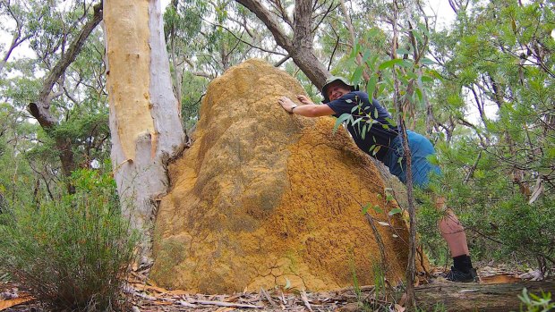 Geocacher Thomas Schulze found this termite mound in Morton National Park.