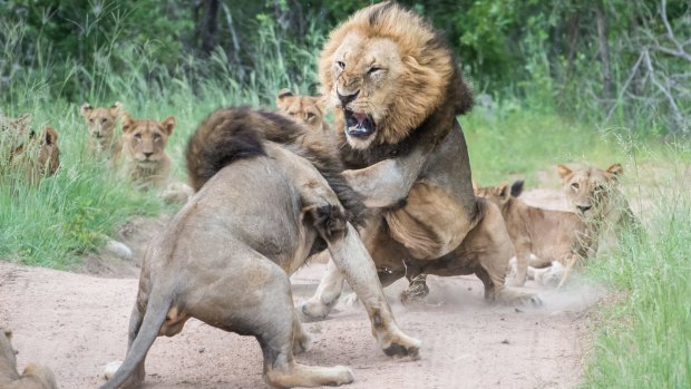 Lions battle for ascendancy at Sabi Sabi Private Game Reserve.