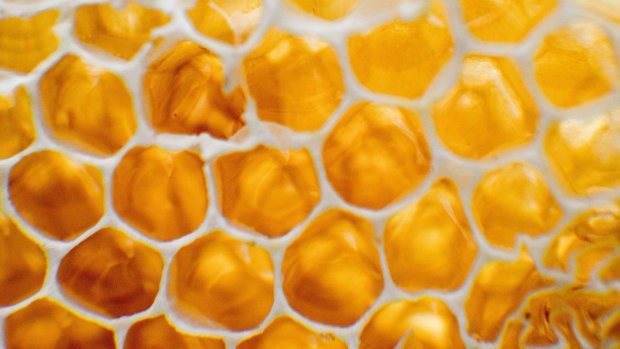 Lab studies at UTS conclusively find bacteria and some superbugs are unable to resist the medicinal properties of honey.