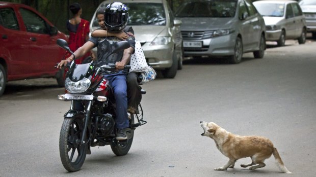 A stray dog barks at a motorcycle in Delhi.