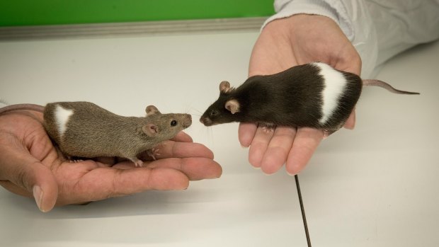 The drug seems to work in mice. Humans will have to wait and see.