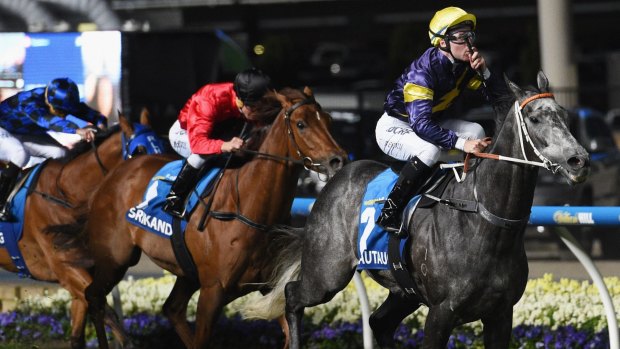 Stunning win: Tommy Berry and Chautauqua blitzed the field to claim the Manikato Stakes.