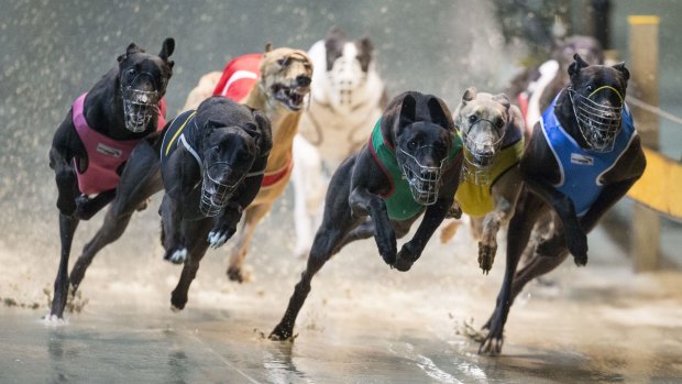 Doubts are emerging in Queensland on the decision to axe NSW's $335 million greyhound industry.