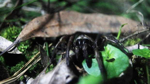 A female funnel web spider creeps out of its hole at night.