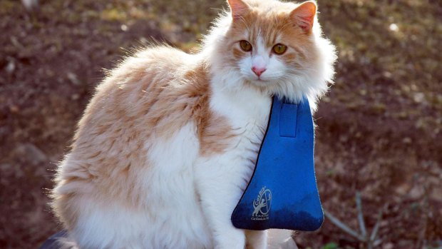 An example of the cat bibs being introduced by Eurobodalla Council.