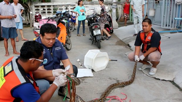 Rescue workers prepare to remove a python after they released it from a toilet outside a house in Chachoengsao.