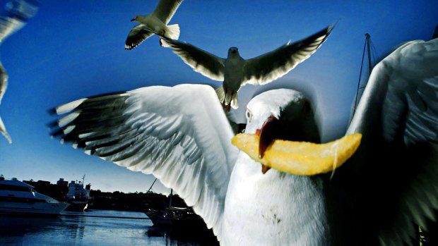 The big question - did chip-hungry seagulls really invade a Frankston Line train.