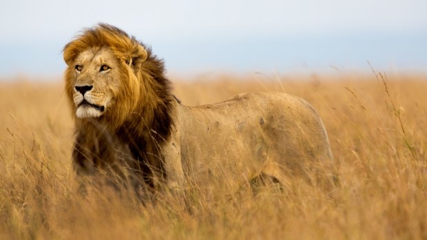 International outrage following the killing of Cecil the lion.