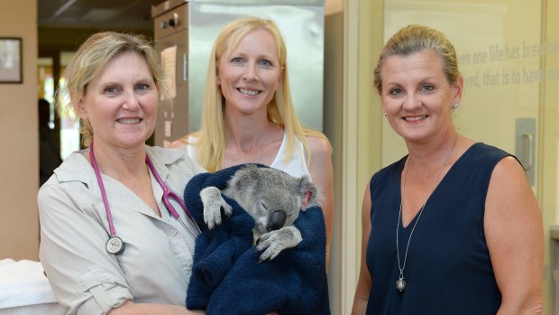 Flann the koala is ready to be released back into the wild.