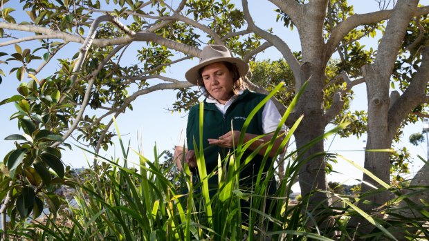 Edible food: Cultural guide Jessica Birk under a Port Jackson fig with lomandra.
