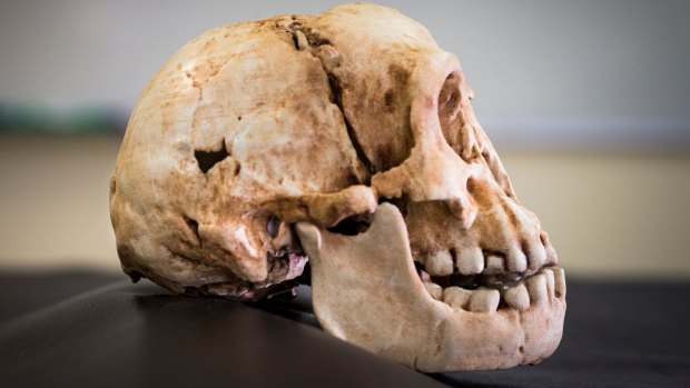 A Homo floresiensis skull.