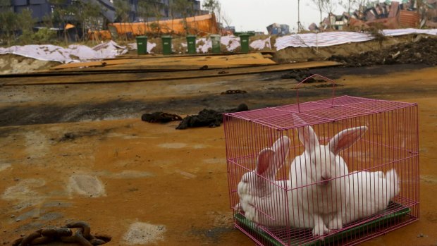 Caged rabbits were placed as a test of the living conditions near the site of last week's blasts in Tianjin, China.
