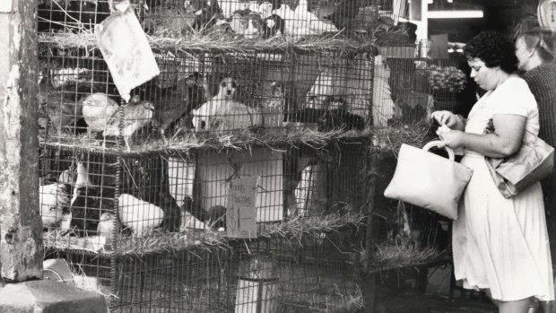 A shopper stops at the animal section of the Vic market, circa 1980.