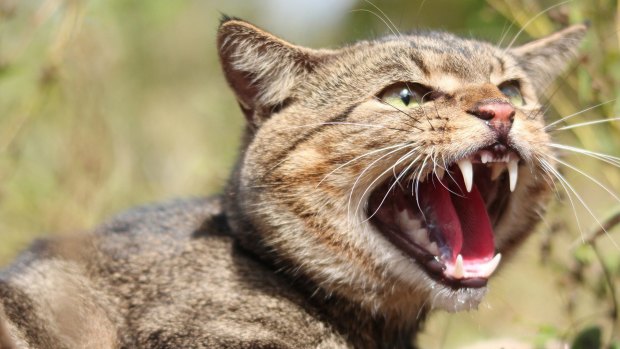 Feral cats are the number one threat to native mammals.