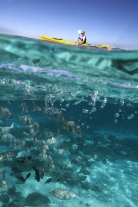 A kayaker speeds over water teeming with fish in Coral Bay.
