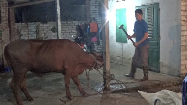 Footage released this week shows Australian cattle being killed with sledgehammers in Vietnam.
