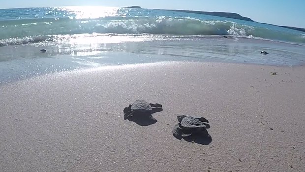 Two of the baby olive turtles approach the ocean