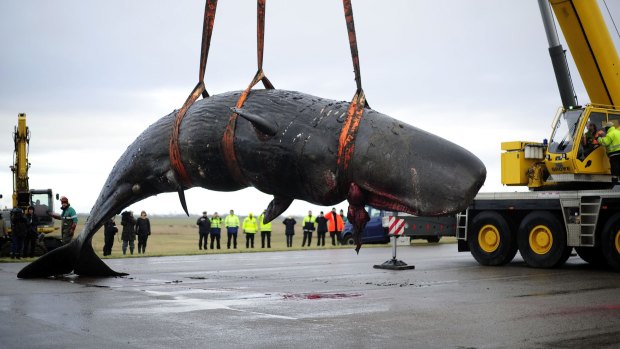 German teams move one of the dead whales from a beach near Dithmarschen.