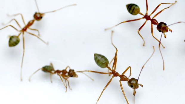 Ants: Nature's little rescuers.