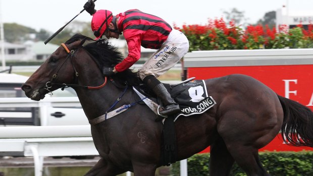 On song: The beautifully bred Your Song has made a strong start to his career as a stallion.
