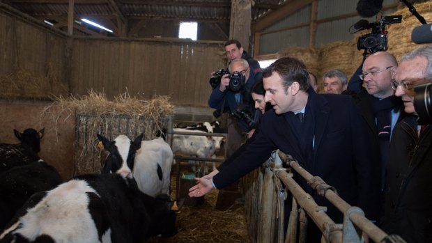 Emmanuel Macron, France's independent presidential candidate tours a cattle shed while visiting a dairy farm in Gennes-sur-Glaize, France.