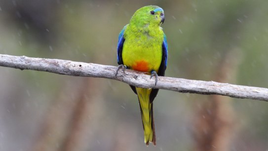 The first 10 orange-bellied parrots to arrive at their Tasmanian breeding grounds this season have been males. 