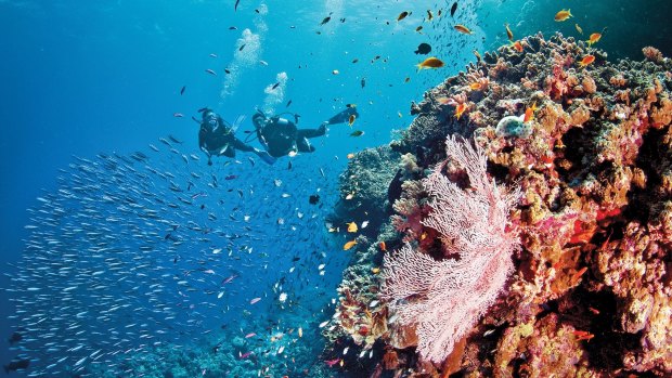 The beauty of the reef is not directly related to its health, the study has found.