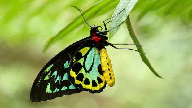 Stunning: A Cairns birdwing butterfly.