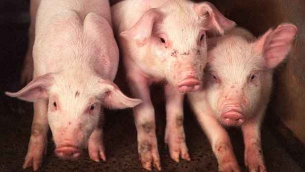 Editing pig genes may have benefits for humans.