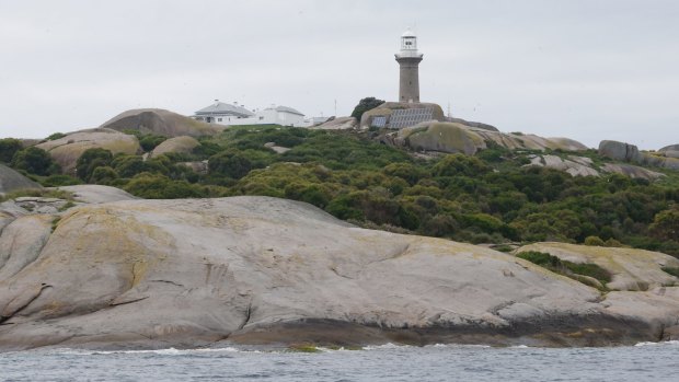 Montague Island is a critical sea bird breeding ground. 